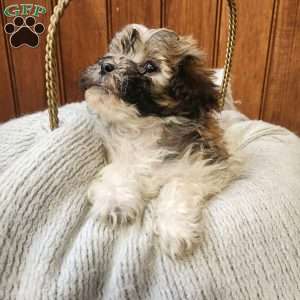 Jilly, Havanese Puppy